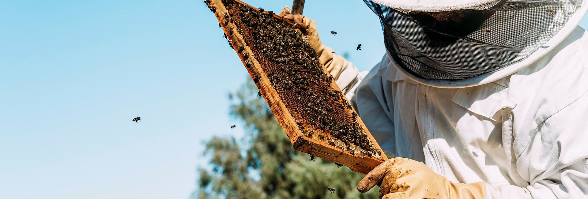 Beekeeper working to collect honey from a hive