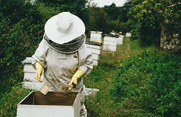 Beekeeper at work