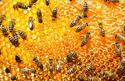 Working bees on honeycomb