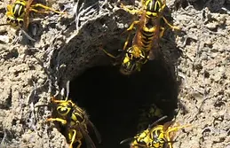 Yellow jacket removal