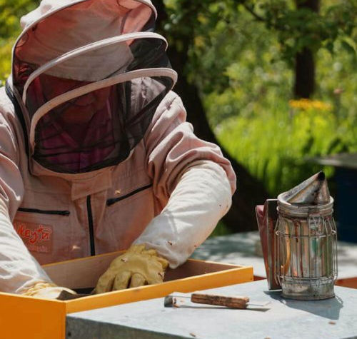 Bee removal work