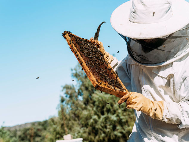 Beekeeper collecting honey