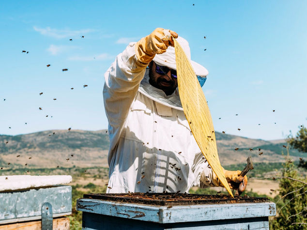 Bee removal work