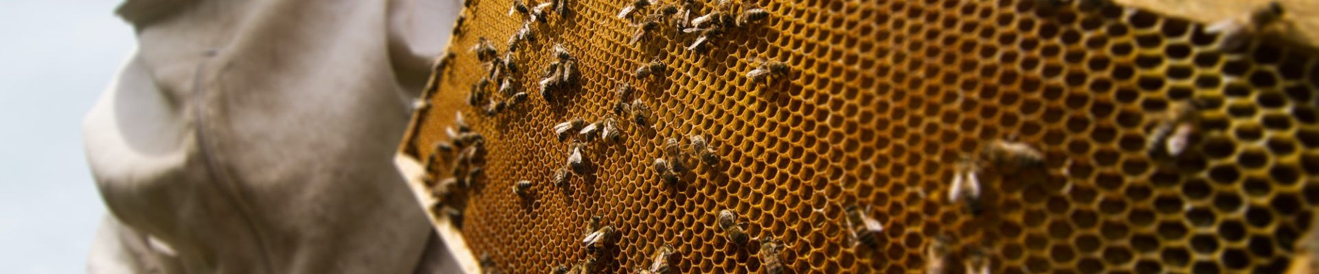 Bees on honeycomb