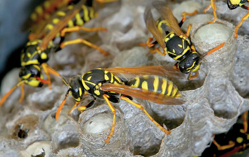 Wasp removal