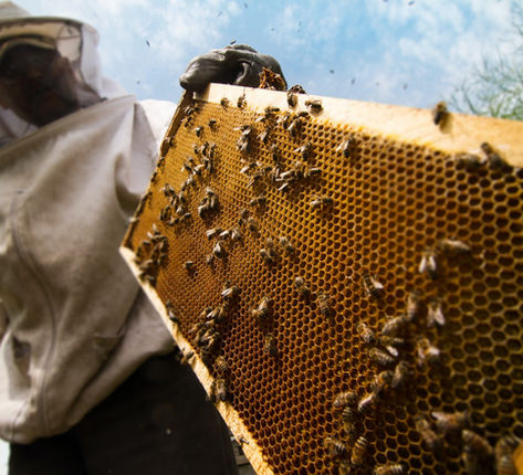 Beekeeper on a hive