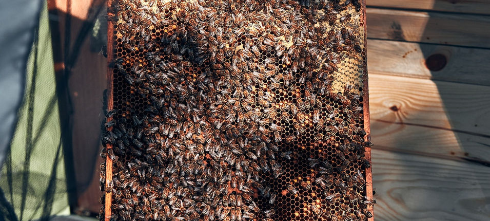 Bee removal work