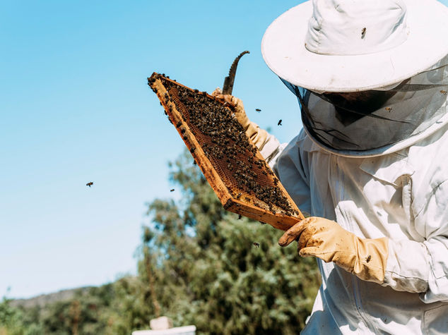 Beekeeper collecting honey