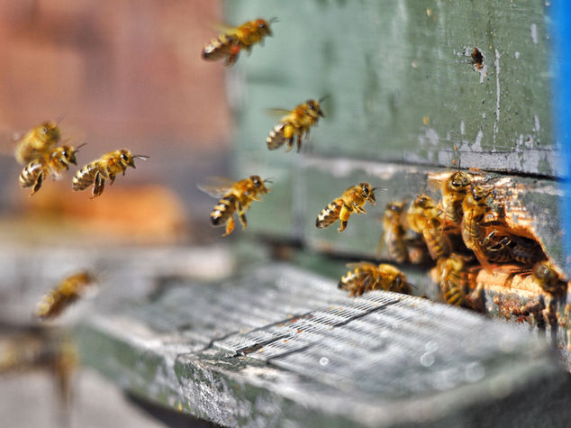 Bee removal work