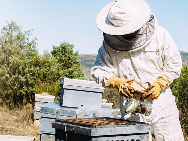 Bee removal work