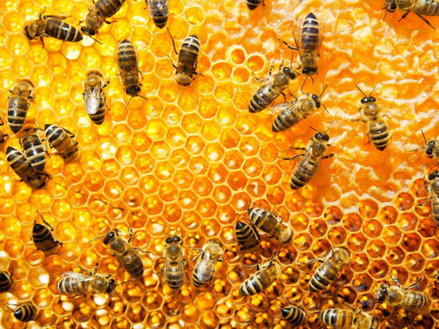 Working bees on honeycomb