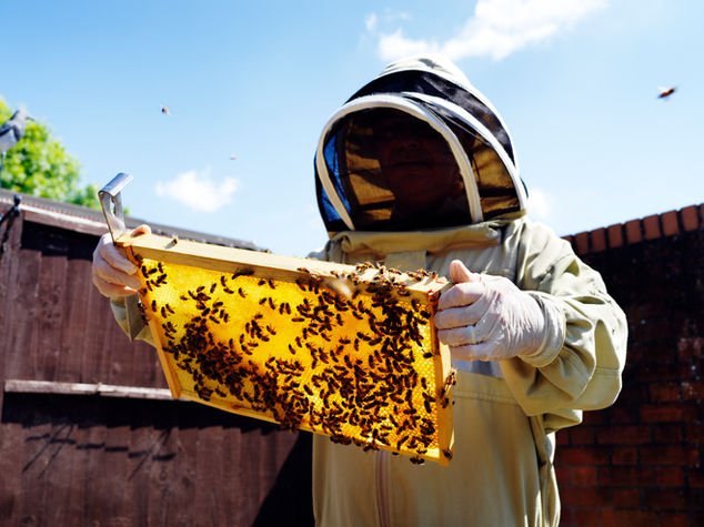 Bee removal work