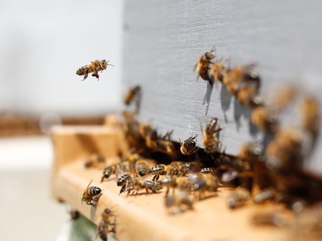 Bee removal work