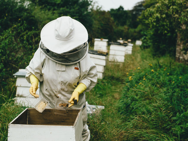 Beekeeper at work